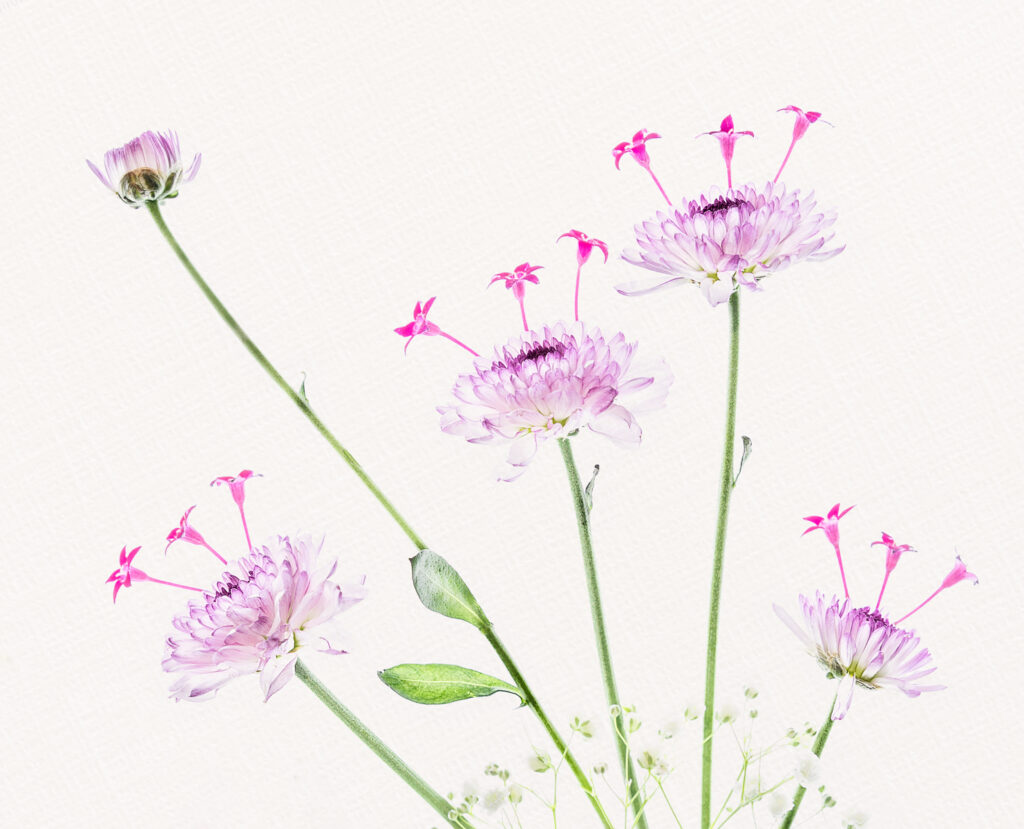 0021-H MELISSA AAOCreativeChrysanthemums